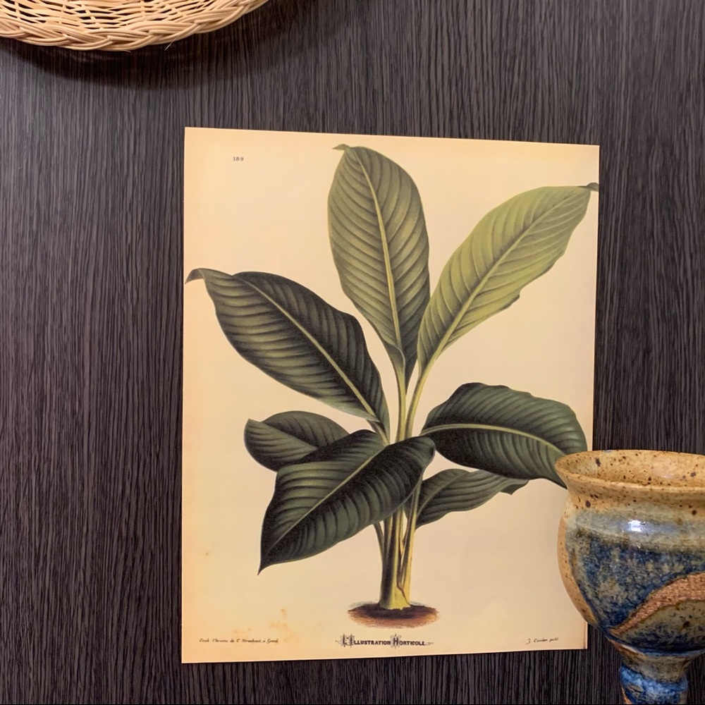 Vintage Horticole Illustration Print 8x10
